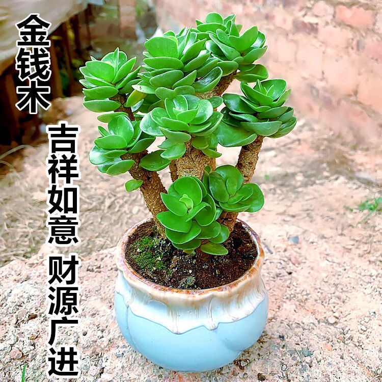 澜墨金钱木带盆带土多肉植物发财树室内好养耐旱易活四季常青老桩盆栽