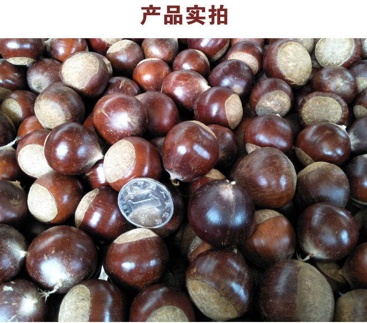 高山野生新鲜锥栗圆栗板栗仁蔬菜水果米锥栗开口器即食零食精选小果2