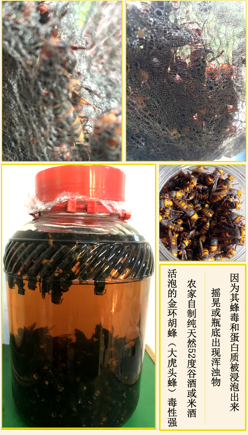 虎头蜂酒马蜂酒黑胡蜂酒黄蜂酒地蜂酒野生胡蜂酒农家自泡深山