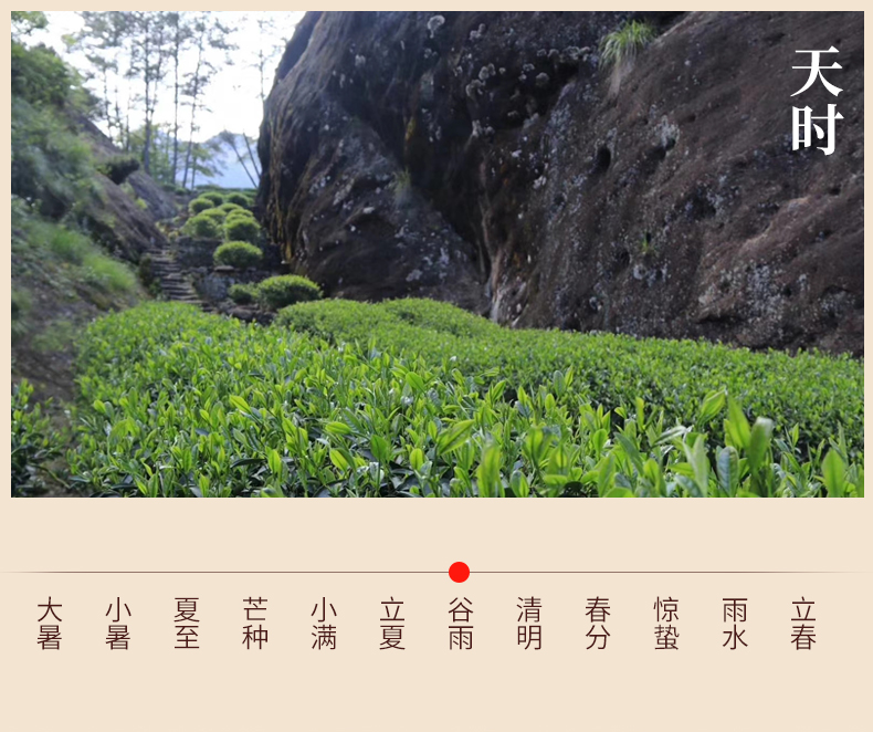 5折燕子窠肉桂茶叶大红袍正宗武夷山特级岩茶小包装500g高香霸气一斤