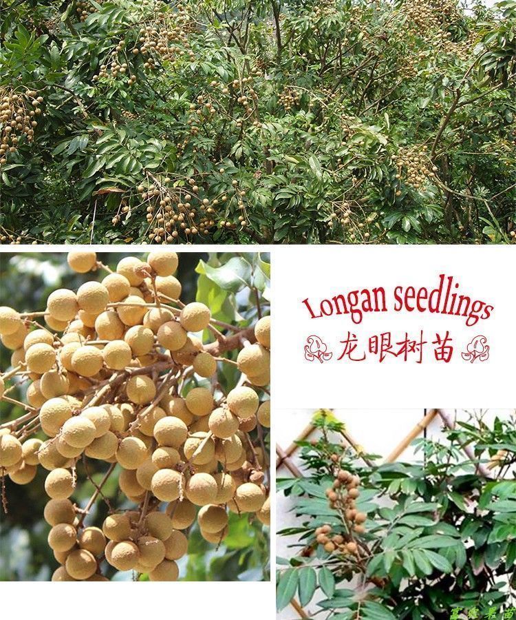 汉柠 龙眼苗树苗嫁接苗桂圆苗石硖龙眼苗四季龙眼苗储良龙眼苗龙眼