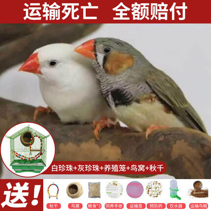 白文鸟灰文鸟灰珍珠粮观赏宠物鸟活物手养珍珠一对一只灰文鸟公母备注