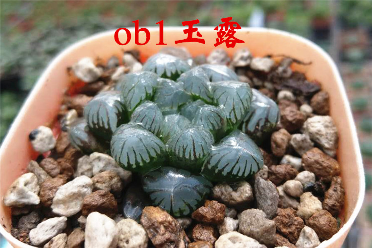 芊阙十二卷属玉露寿肉肉潘氏冰灯黑肌玉露巨大赤线多肉植物盆栽花卉