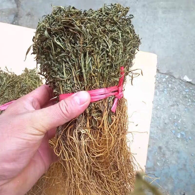 凯史甘斯水灵芝水黄连鱼胆草青鱼胆草100克起冷背中草250克