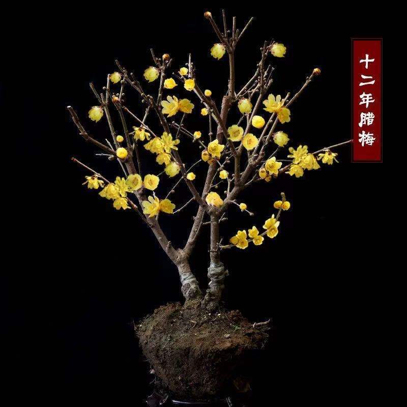 梦动元井腊梅浓香型梅花盆栽地栽盆景树苗红梅腊梅花卉绿植耐寒植物六