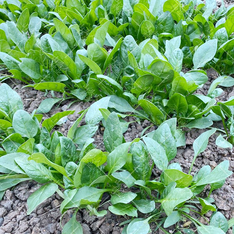 小叶菠菜种子小尖叶土菠菜家庭种植品种香地道农家味老种子蔬菜籽小叶