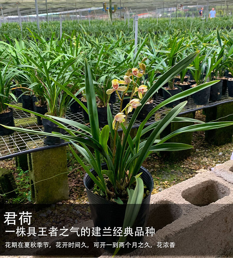 兰花盆栽建兰系列四季兰花苗君荷兰花苗带花苞兰花名贵品种大全金峰