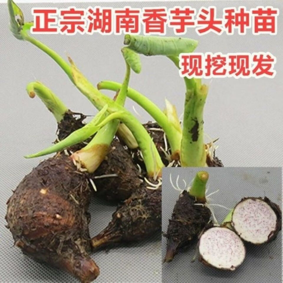 正宗湖南芋头种子香芋种苗芋头苗大香芋种植苗槟榔芋苗芋头苗2斤