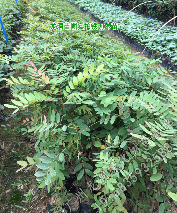花姬孟买正宗铁刀木树苗珍贵植物鸡翅木苗庭院绿化木材树种鸡翅木80