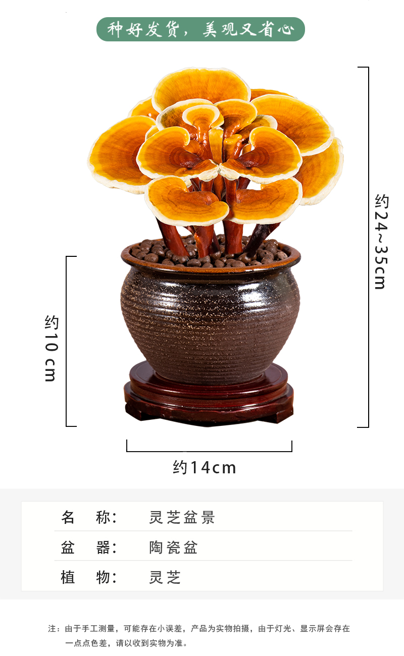 灵芝盆景禅意观赏盆栽室内活体赤灵芝办公室桌面摆件好养小植物jy悬秋