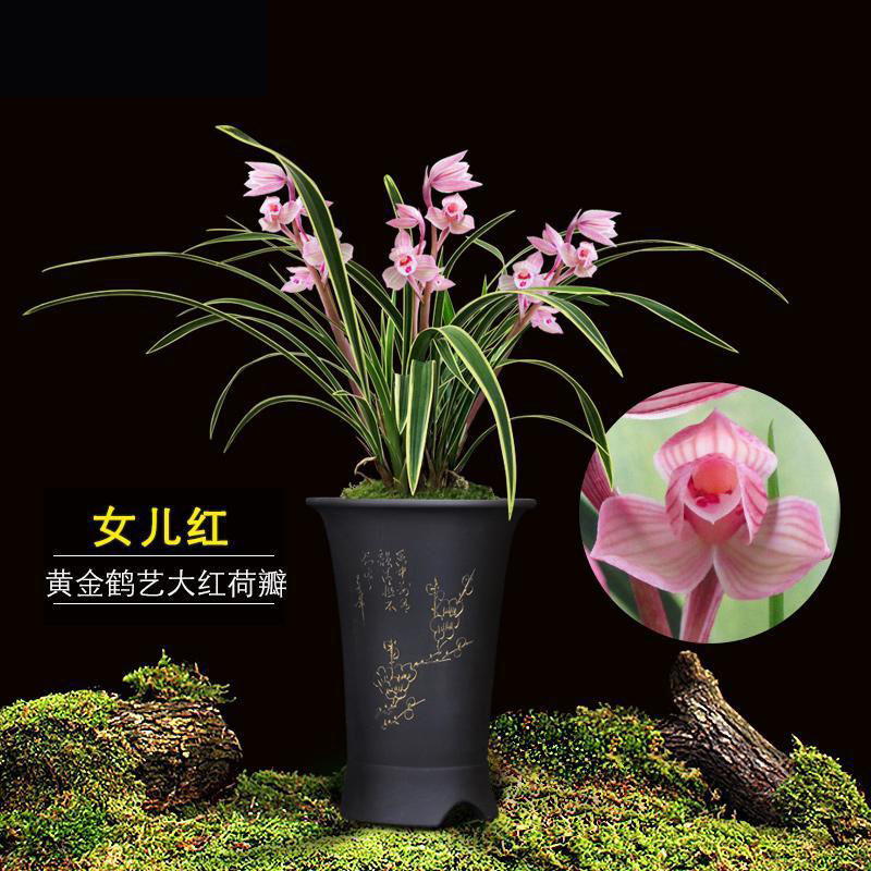 浓香型兰花苗盆栽金边建兰绿植室内四季常青好养活6苗连体肥土紫月荷
