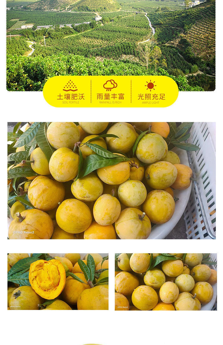 云南特产蛋黄果热带鸡蛋果应季新鲜黄果整箱顺丰实惠中果3斤装