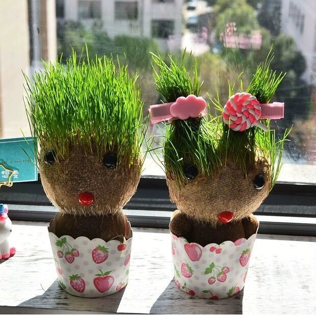 翠枫阁姒桀精选好物diy办公室迷你植物绿色青草铜钱草桌面小盆栽小