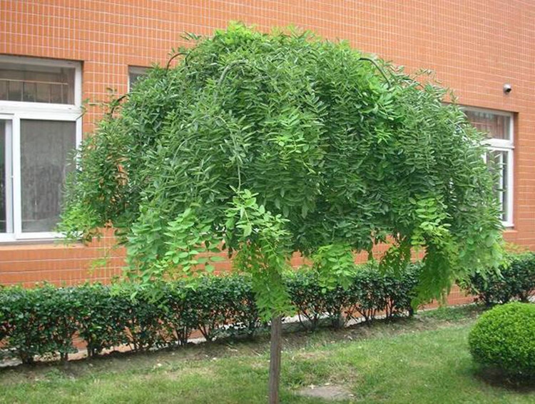 园林绿化苗庭院植物嫁接黄金槐树苗金枝国槐树苗垂槐龙爪槐树苗黄金槐