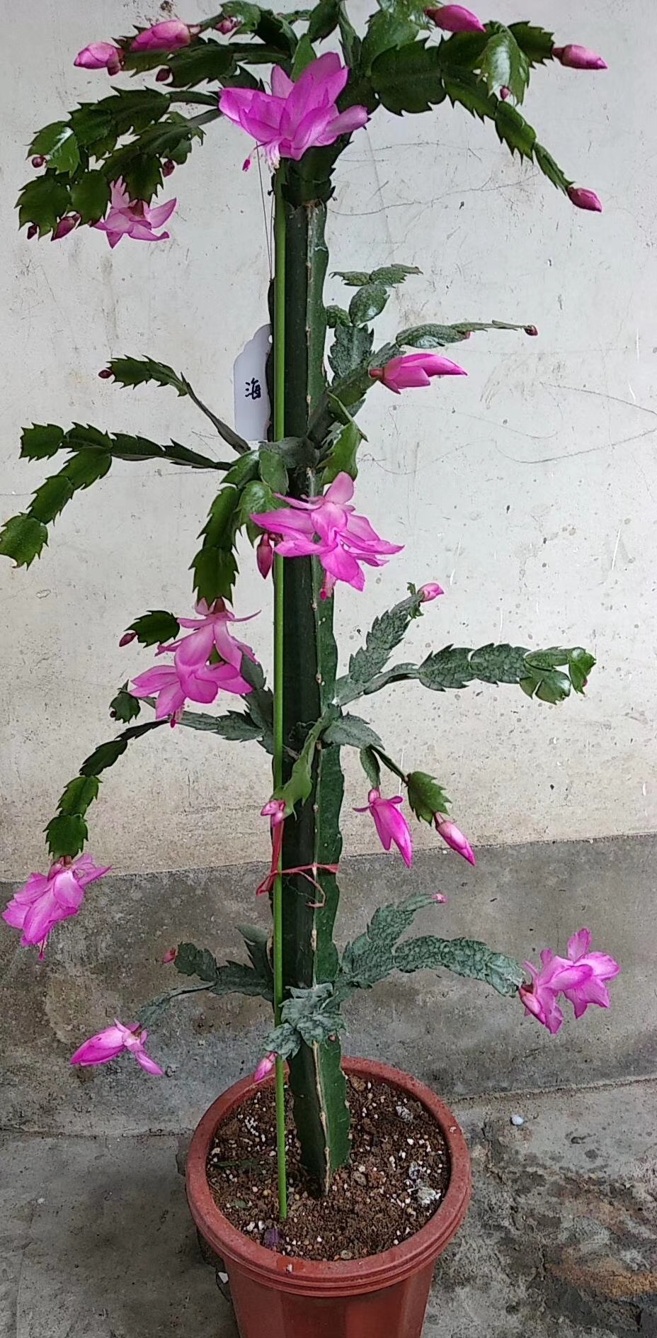 红心火龙果苗盆栽苗蟹爪兰嫁接砧木三角柱蜜软枝大红苗肥直壮无根枝条