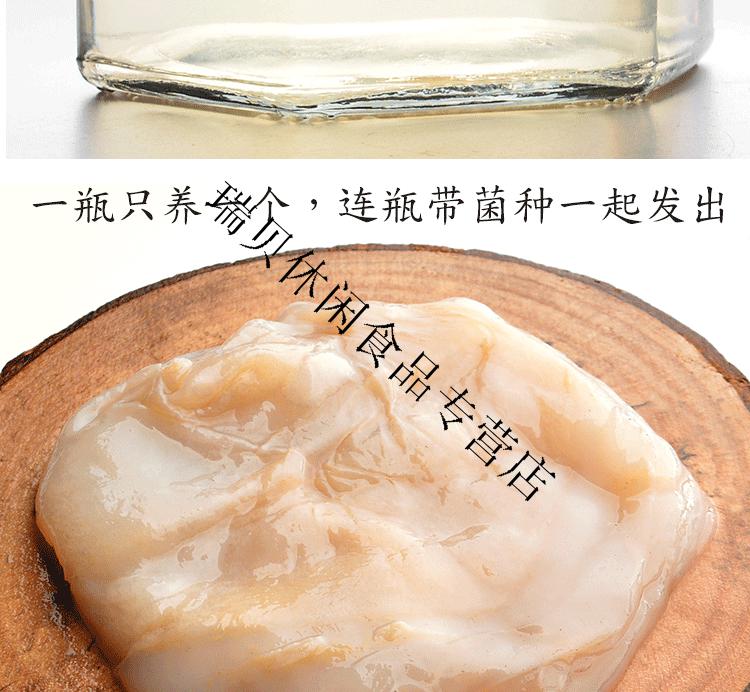 红茶菌菌种传统原瓶老胃宝护胃海宝菌母菌种醋蛾子