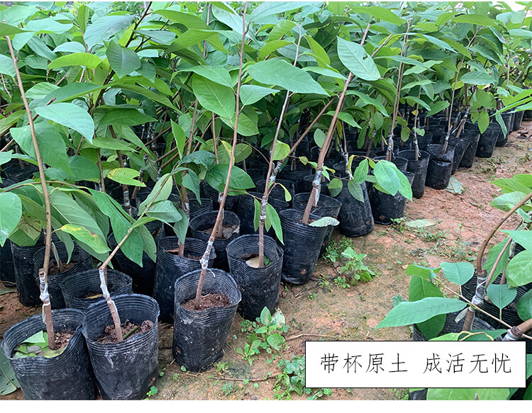 正宗凤梨释迦果苗树特大番荔枝佛陀嫁接真苗当年结果南方种植释迦3年