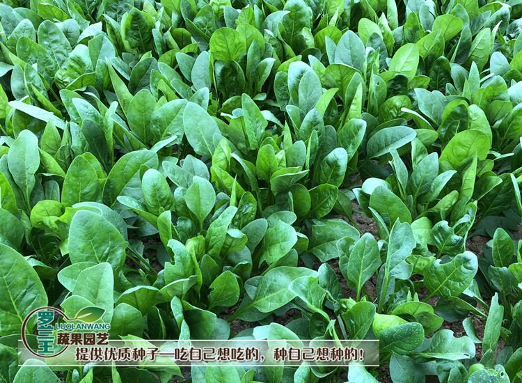 四季播种盆栽阳台本地土菠菜种子大叶菠菜红根菠菜籽菠菜籽紫菠菜韩育