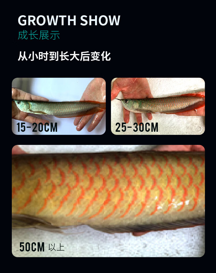 荣郁七彩银龙鱼活体风水鱼观赏鱼热带淡水鱼鱼苗大中型鱼活鱼包活1112