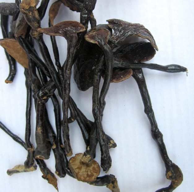 野生灵芝长脚灵芝小灵芝特级竹灵芝500g精选灵芝可打粉【图片价格品牌评论】-京东