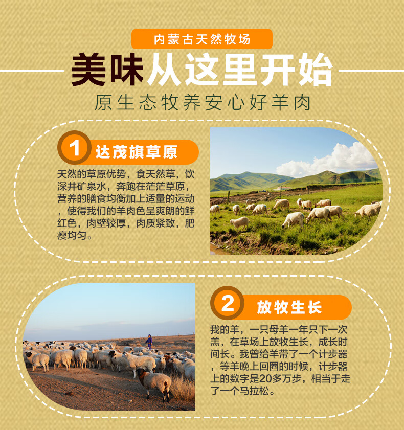 内蒙古天然牧场美味从这里开始原生态牧养安心好羊肉达茂旗草原天然的