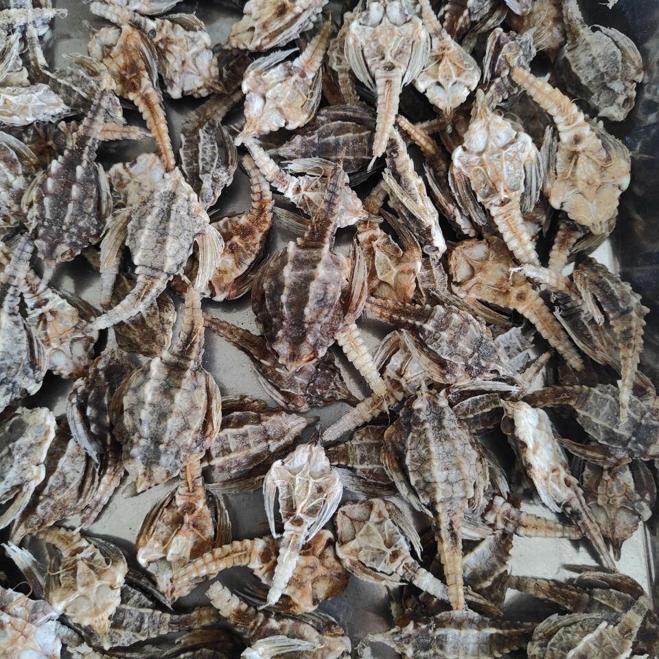 北京同仁堂干货深海 海麻雀 海燕泡酒料 炖汤煲汤 50【图片 价格 品牌