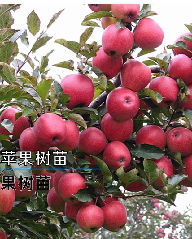 红富士红肉苹果树盆栽地栽南方北方种植当年结果冬红果15年树快速成型