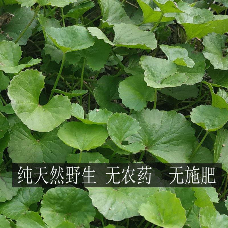 新鲜积雪草 广西天然 雷公根野生马蹄草灯盏菜大碗崩 新鲜500克【图片