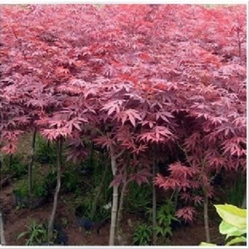 苗圃直销 日本红枫树苗 日本红枫小苗 花苗 日本红枫 景观树 风景树