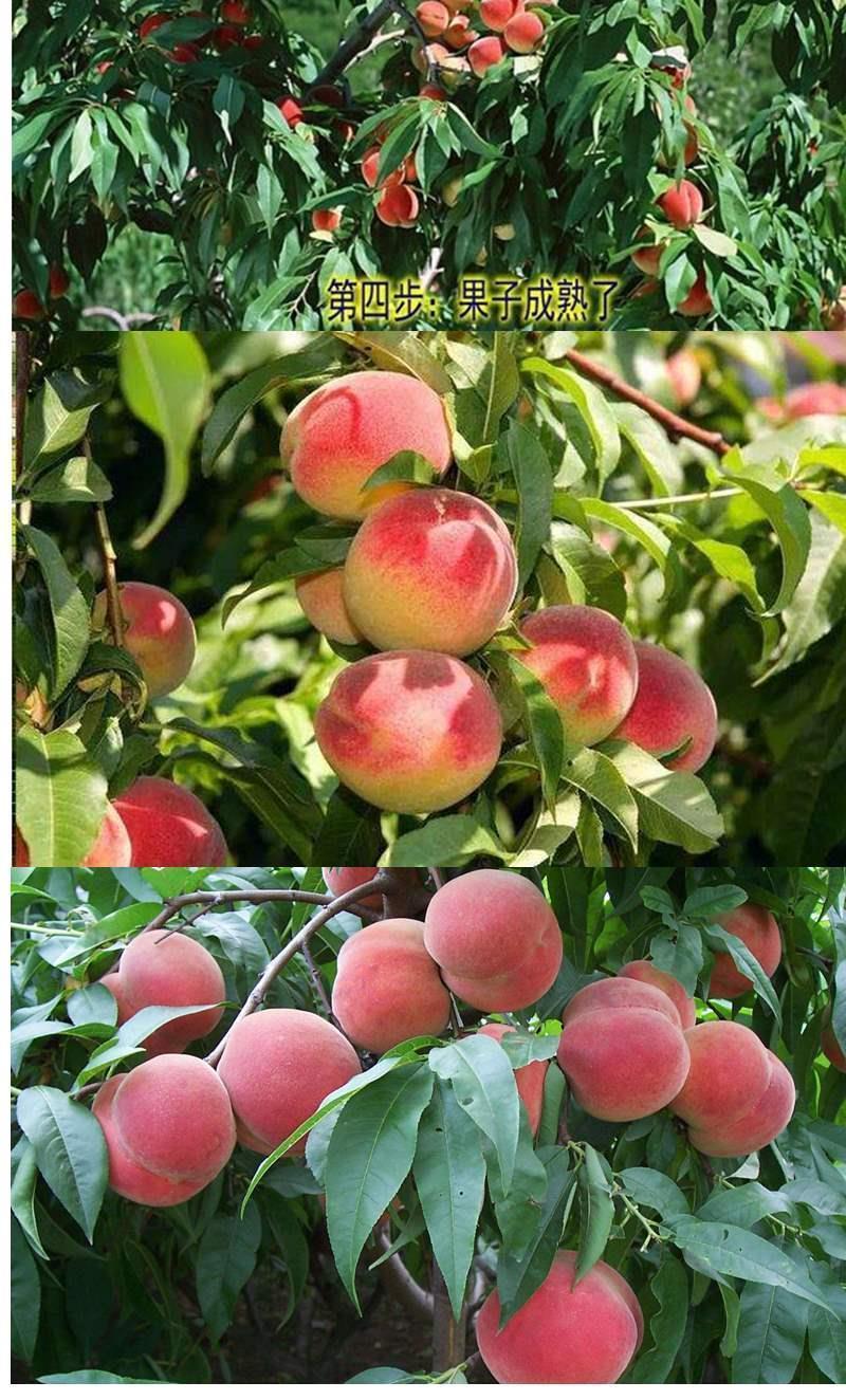 hqc拍一发五嫁接桃树苗新品种中华血桃特大冬桃蜜桃盆栽地栽当年结果