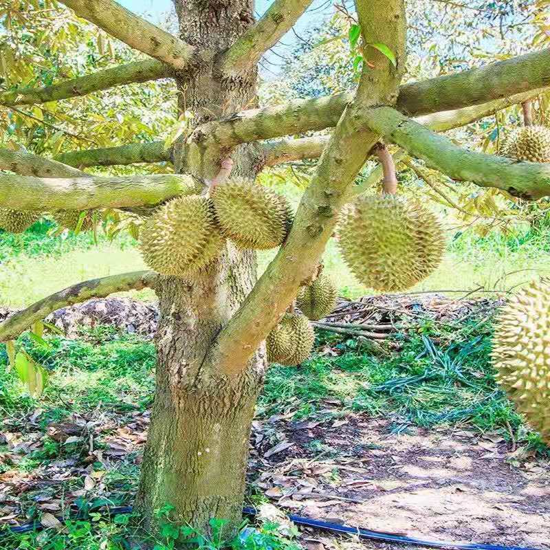 榴莲果树苗泰国榴莲苗树苗嫁接金枕头南方北方种植盆栽苗当年结果3年
