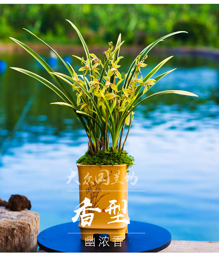 浓香兰草花种子四季兰建兰锦旗金边苗绿植不带花苞花卉盆栽 东方美人3