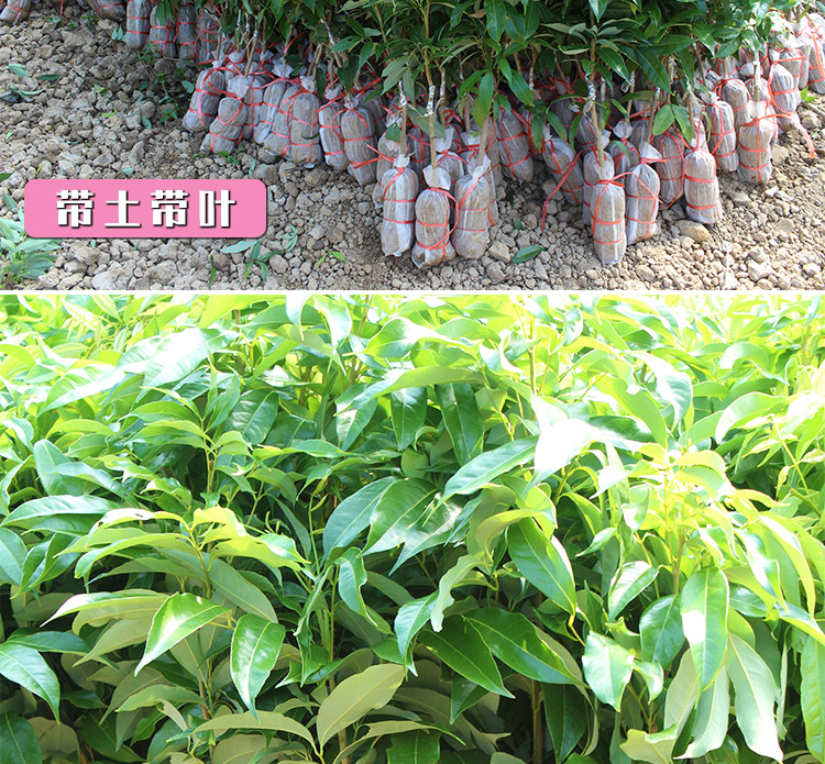 无核荔枝树苗当年结果桂味妃子笑荔枝苗嫁接正宗南方种植带土带叶