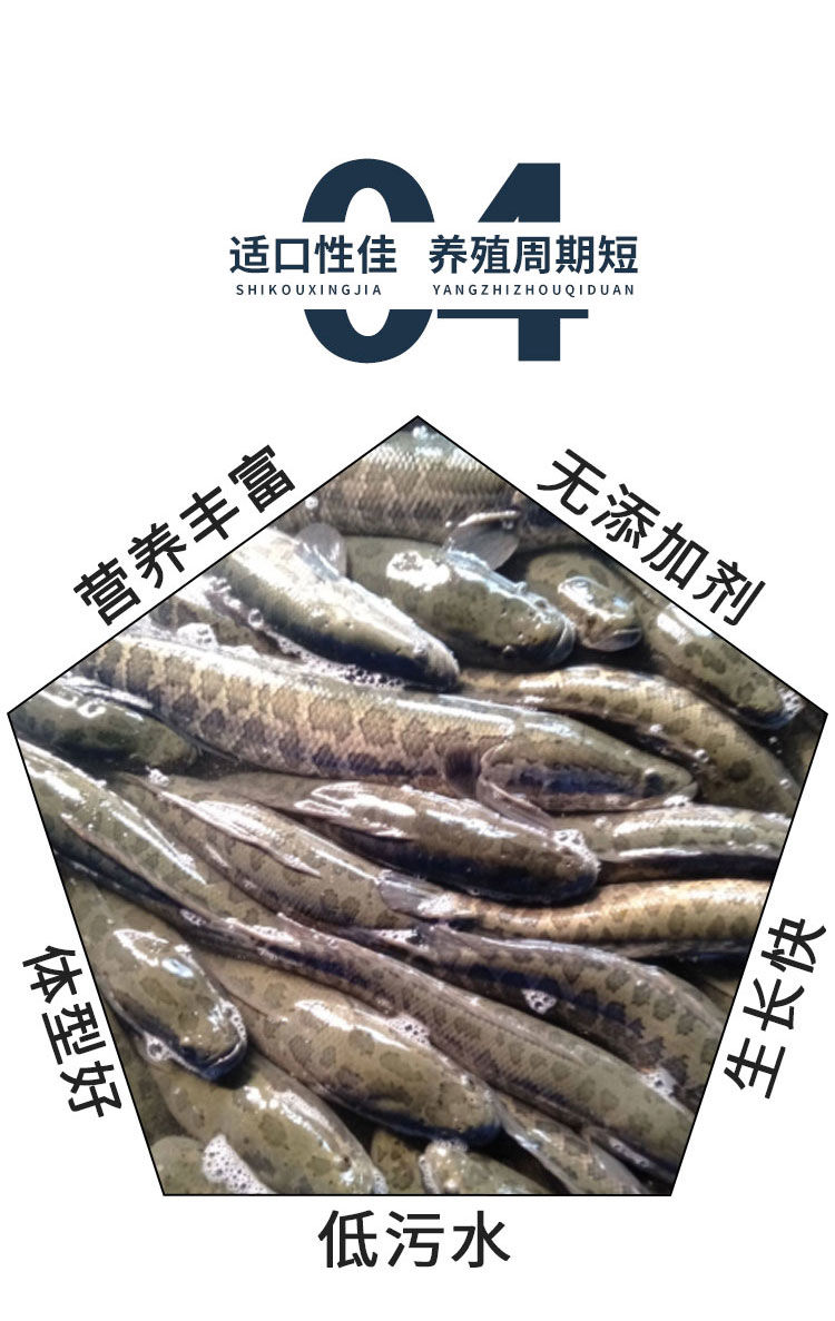黑鱼饲料生鱼鱼食原塘颗粒白乌鱼乌鳢鸭嘴鱼月鳢七星鱼养殖生鱼饲料59