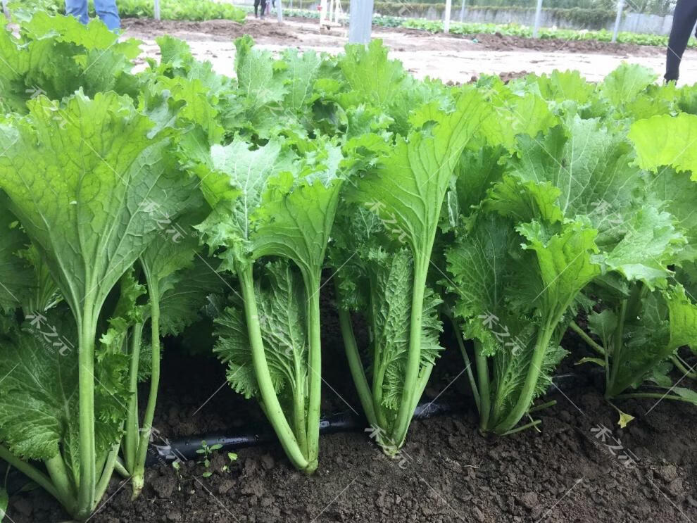 叶用芥菜种子小青菜种籽芥菜种孑秋季海青菜耐热梅干菜饺子馅沙拉 10g