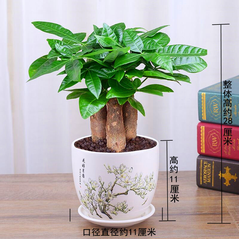 绿色植物-发财树,带陶瓷盆发财树盆栽室内花卉
