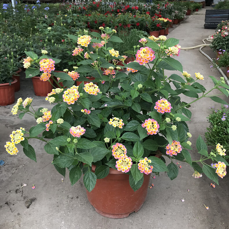 春瑞五色梅花卉盆栽庭院花园植物马缨丹耐热耐晒花开不断花期长易爆盆