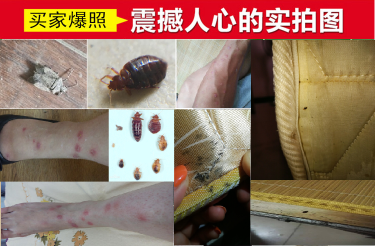 威立士臭虫药杀虫剂家用床上神器除吸血净虫灭跳蚤药床虱臭虫克星 250