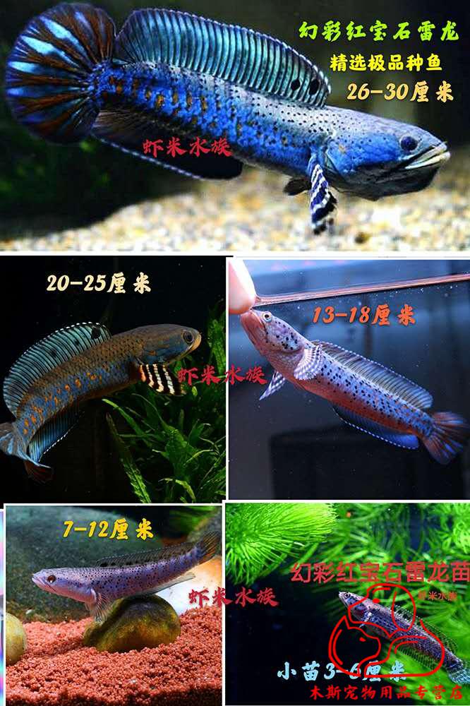 vieruodisk流蓝宝石雷龙鱼巴卡2阿萨姆七彩鬼王雷龙幼苗观赏鱼淡水