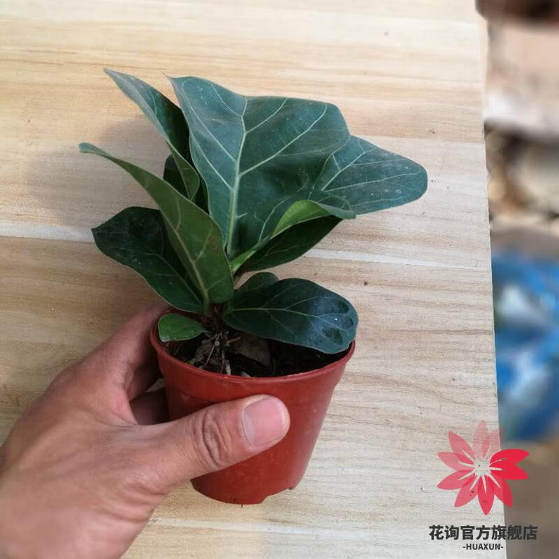 东东家有超大叶琴叶榕哦,都是发超大叶琴叶榕哦.