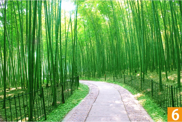 中国风风景山水画墙纸自粘壁画大自然风光墙贴画植物竹子风景画贴画
