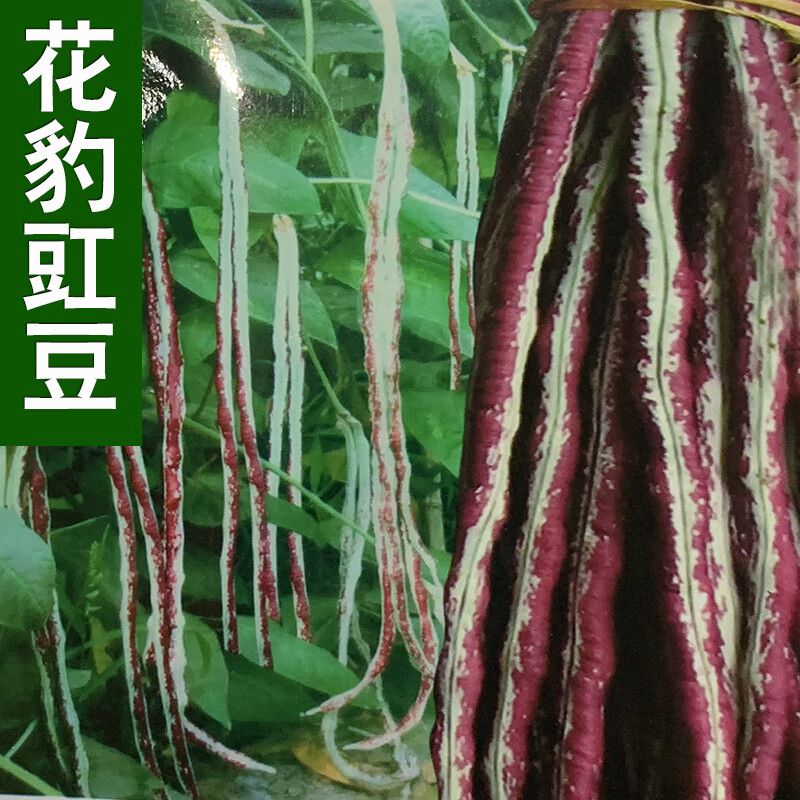 豇豆种籽花豹豇豆紫红豇豆长豆角高产春夏四季阳台盆栽蔬菜种孑子东绿