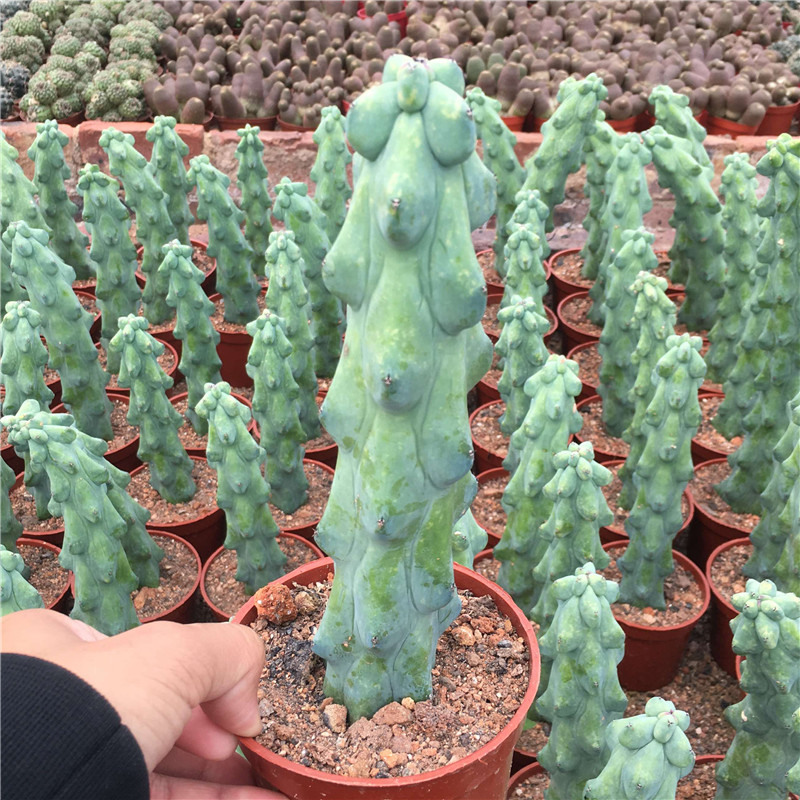 How to Care for Myrtillocactus geometrizans Indoors and Outdoors