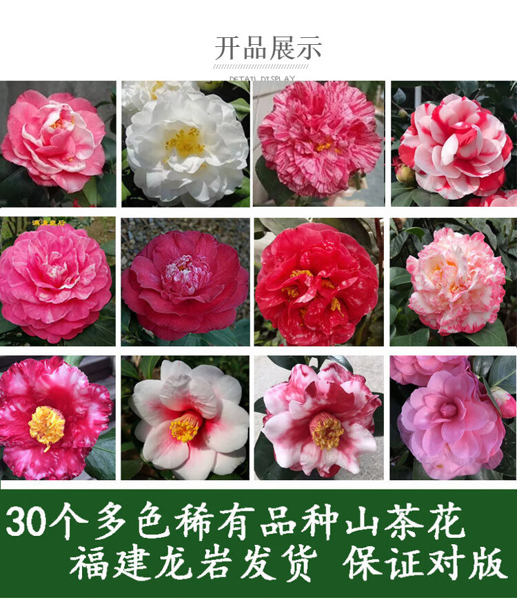 山茶花盆栽树苗多种颜色稀有名贵品种当年开绿植福建龙岩发货茶花