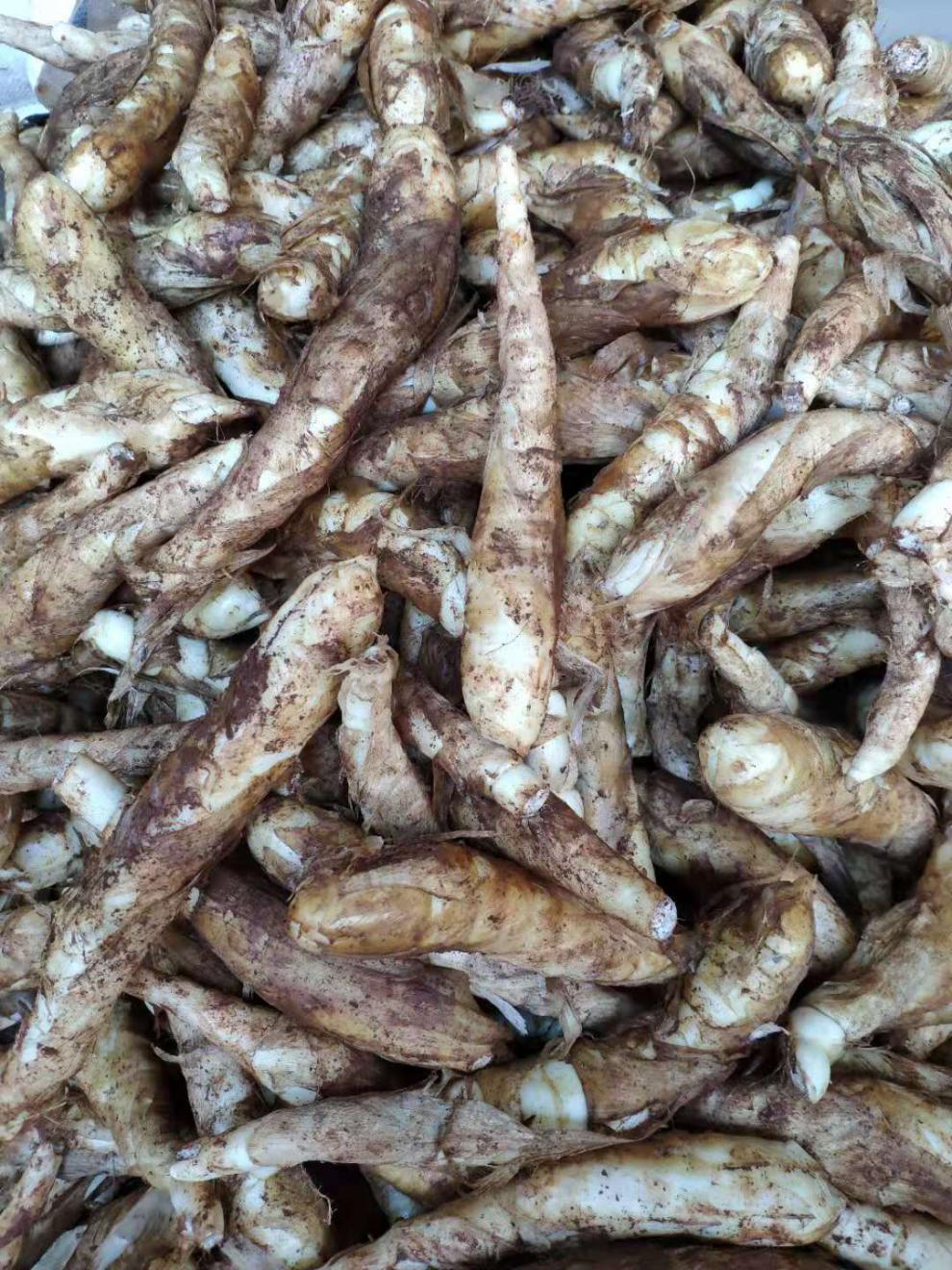 海南新鲜竹薯冬薯农家竹芋苓薯竹根薯煲汤食材现挖发货全国6斤竹薯差