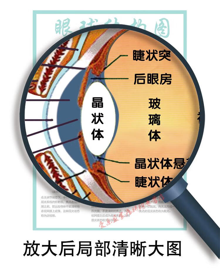 眼睛结构图眼睛眼球结构图挂图眼球解剖图剖面图医院眼科海报展板墙贴
