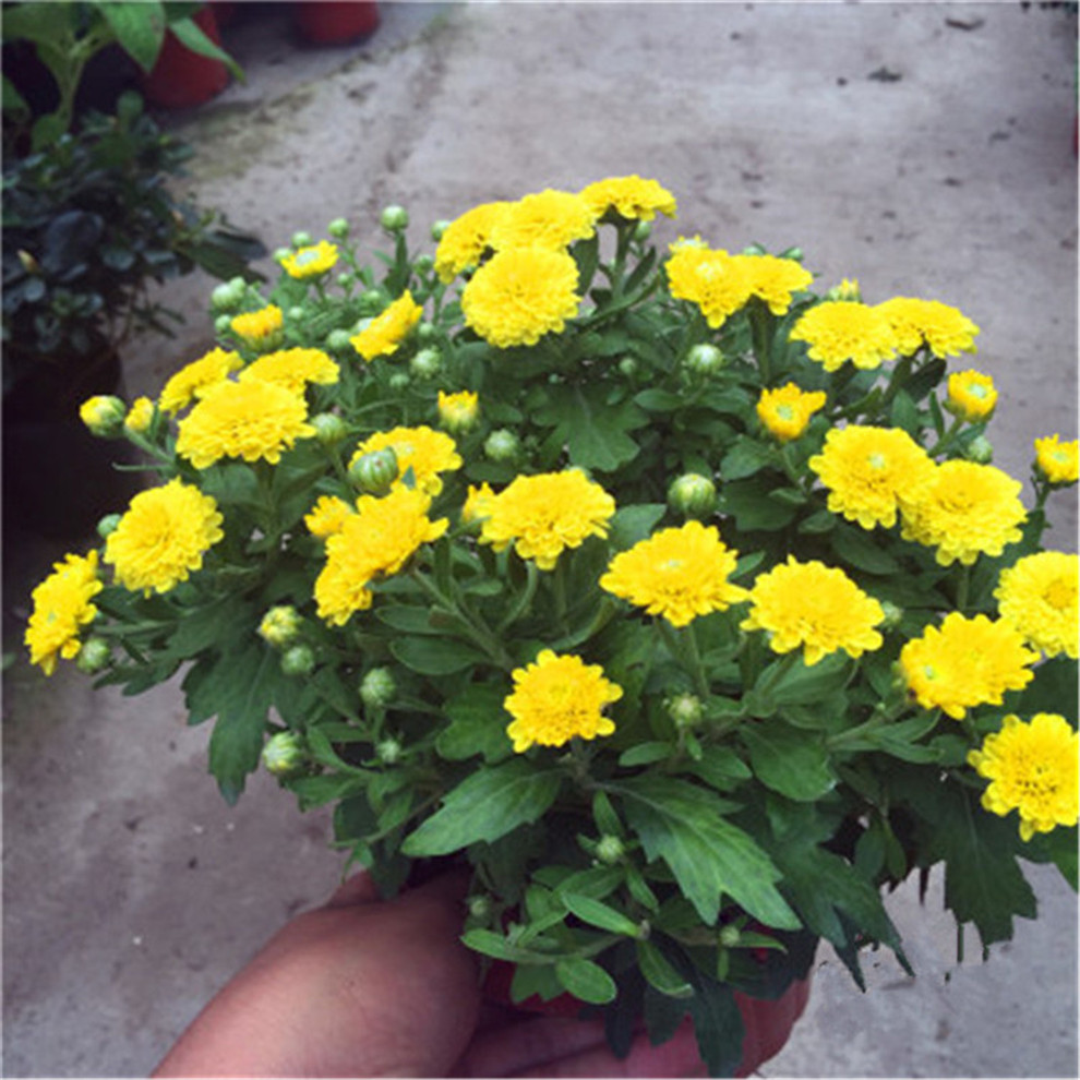 千头菊菊花苗 秋菊多头菊女王菊波斯菊荷兰菊 雏菊菊花苗盆栽带花苞