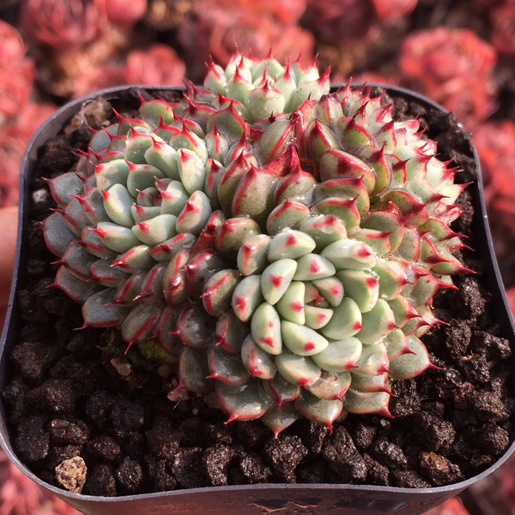 老版小红衣 多肉植物 一物一拍 b 老红12号4cm左右 裸根不带土_现价-1