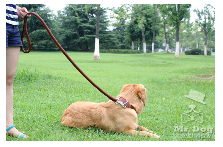 中型犬大型犬 宠物牵引绳项圈套装 牵引带金毛萨摩耶狗绳子狗链子