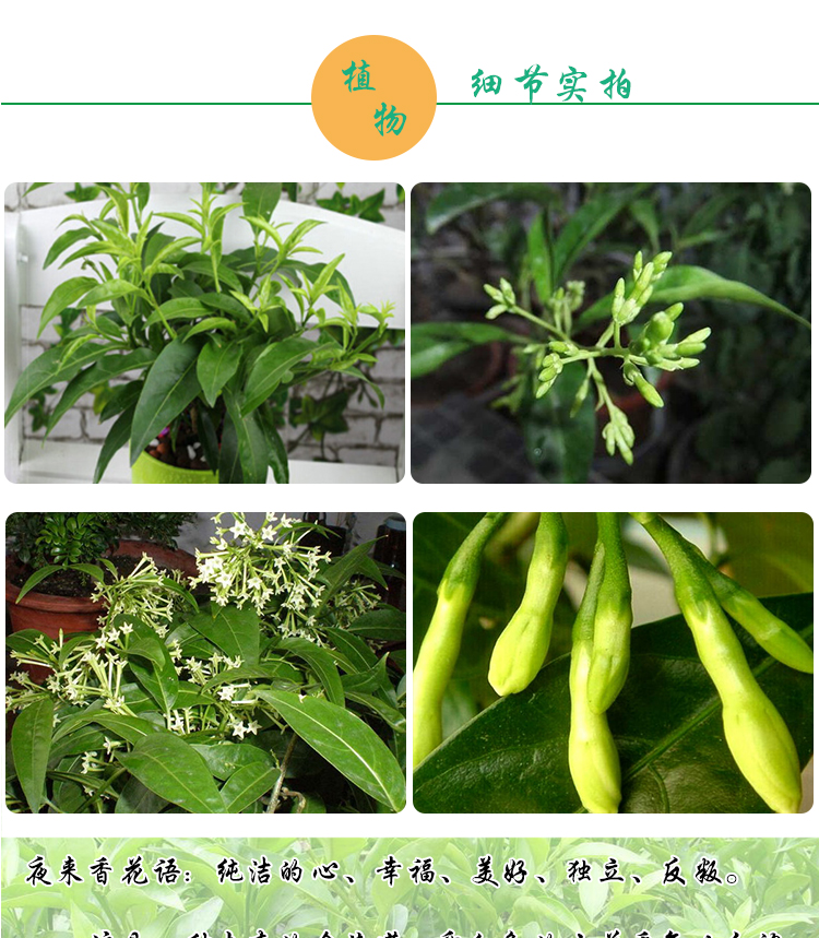 夜来香花苗盆栽阳台庭院夏季驱蚊香草树苗夜来香植物花卉当年开花 二